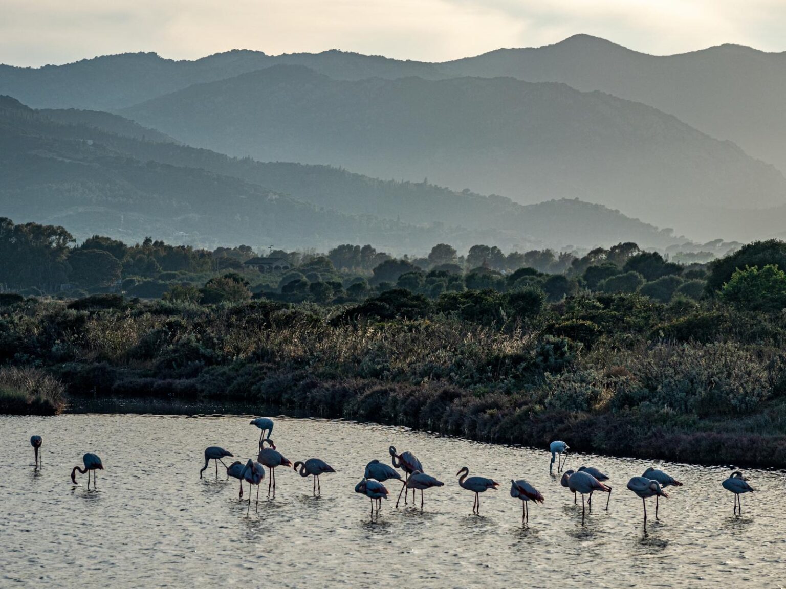Flamingos am Capo Spartivento