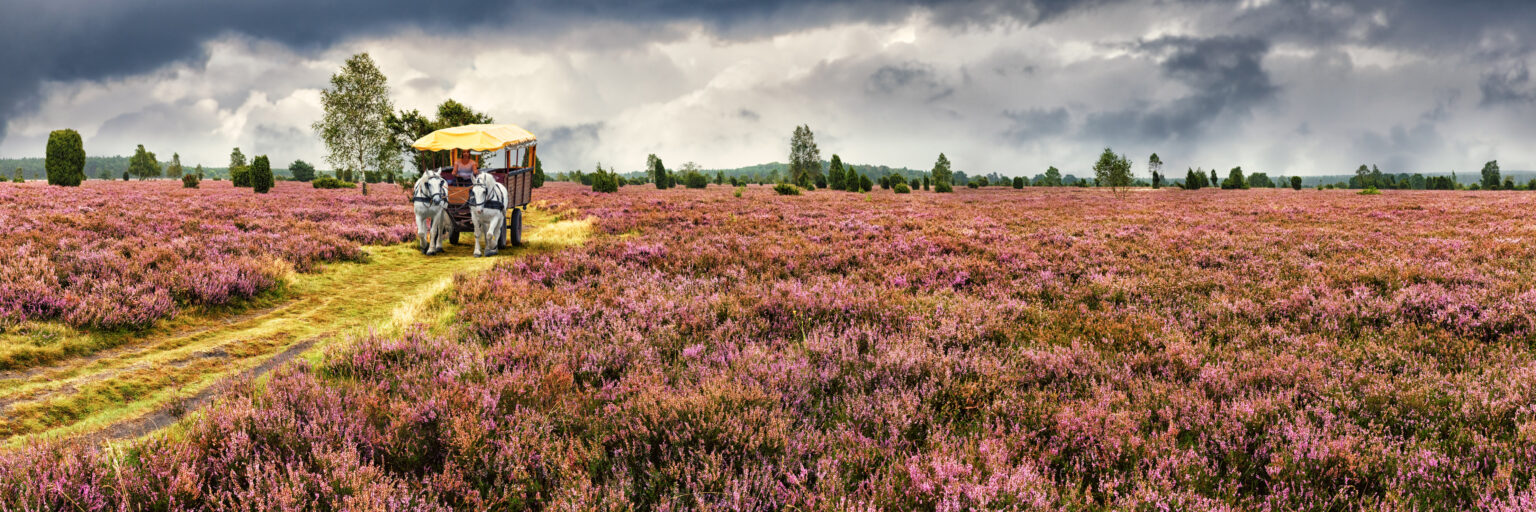 Die üppig blühende Lüneburger Heide