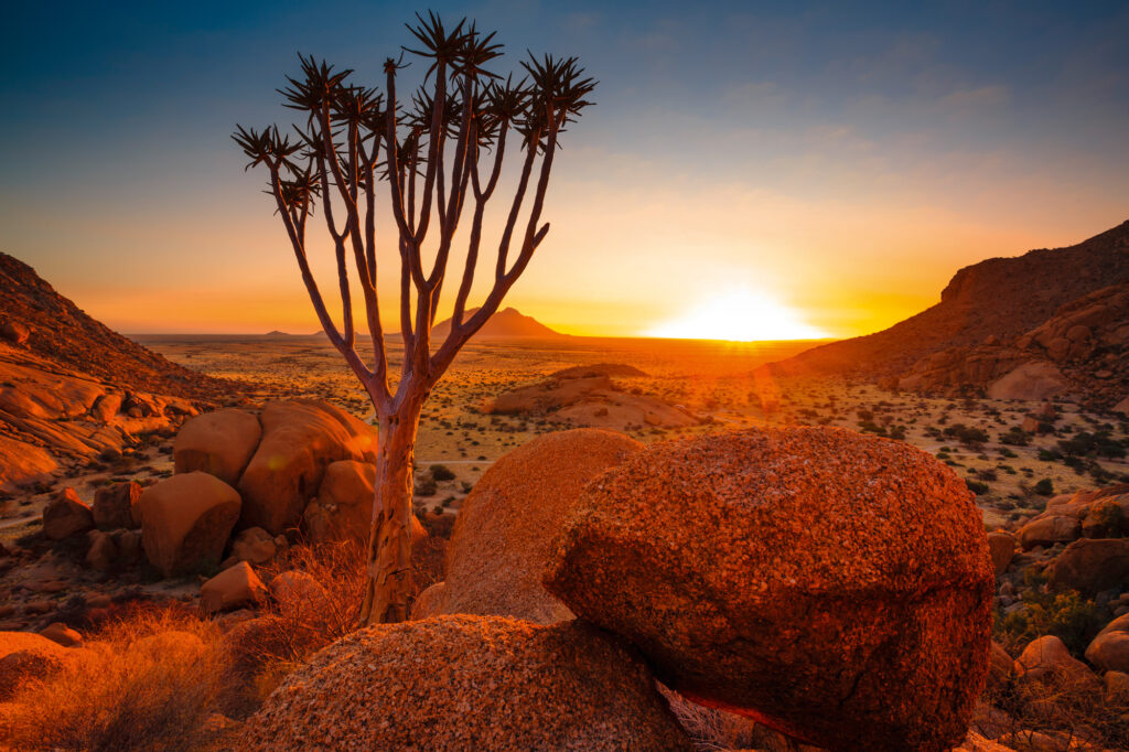 natur Von Windhoek nach Kapstadt
Quiver Tree - Spitzkoppe (Damaraland, Namibia)