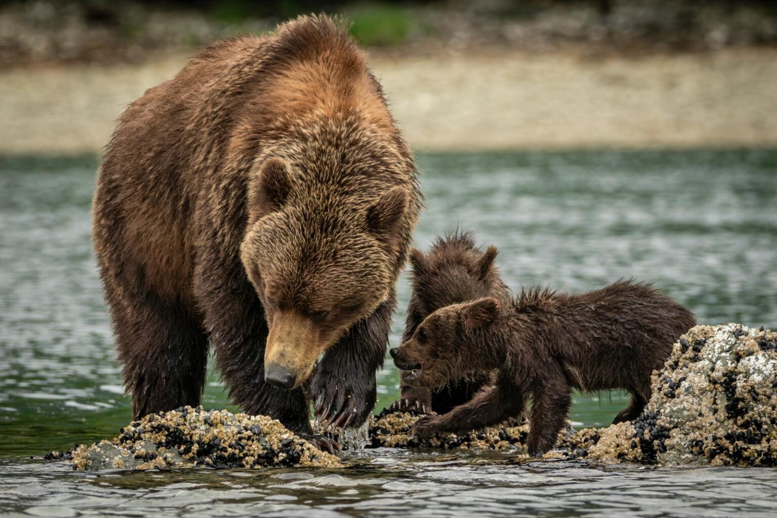 Braunbären in Alaska