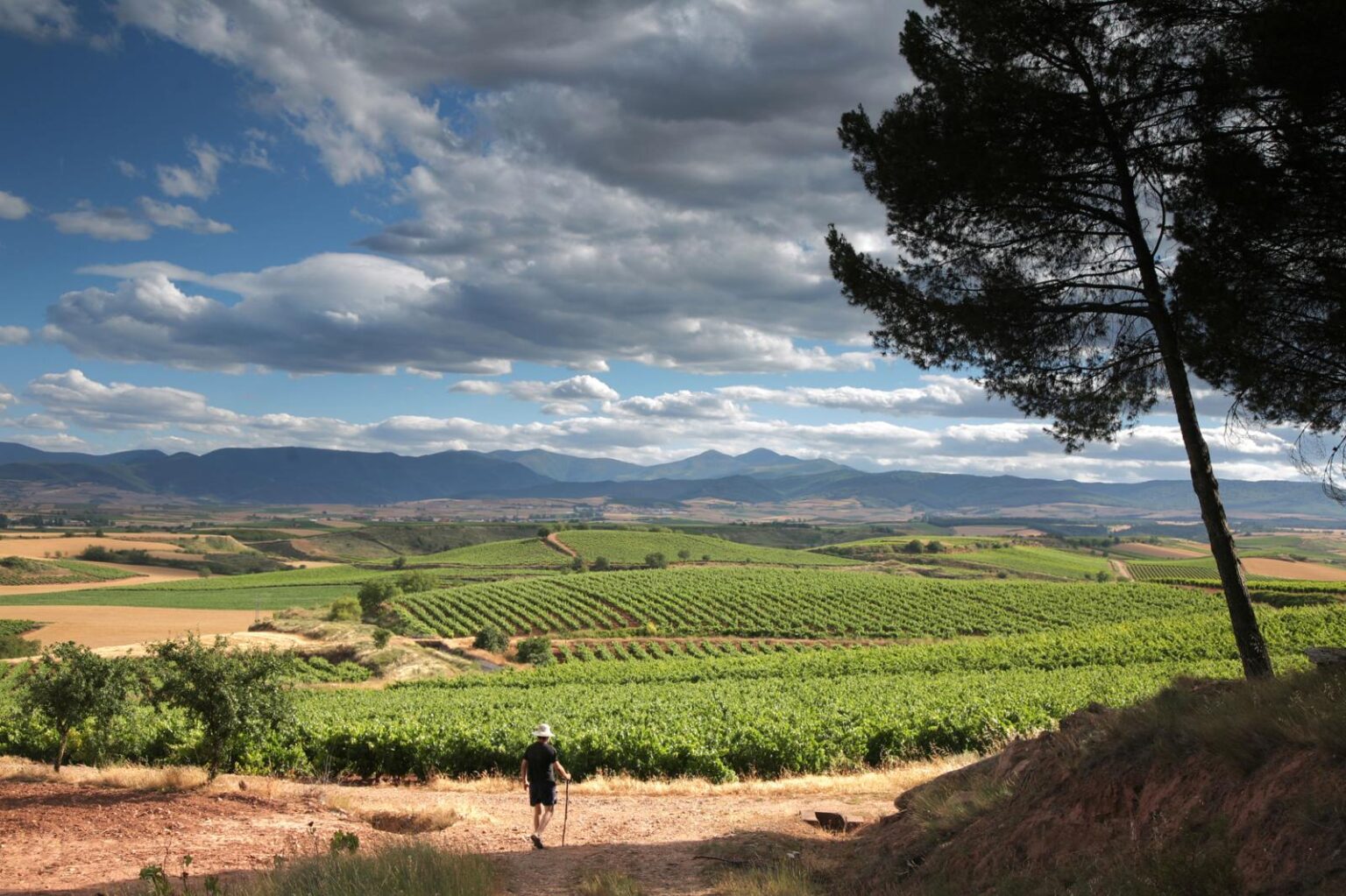 Der Pilgerweg für durch das Rioja-Weinbaugebiet Der Pilgerweg für durch das Rioja-Weinbaugebiet
